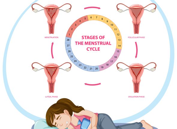 Stages of The Menstrual Cycle